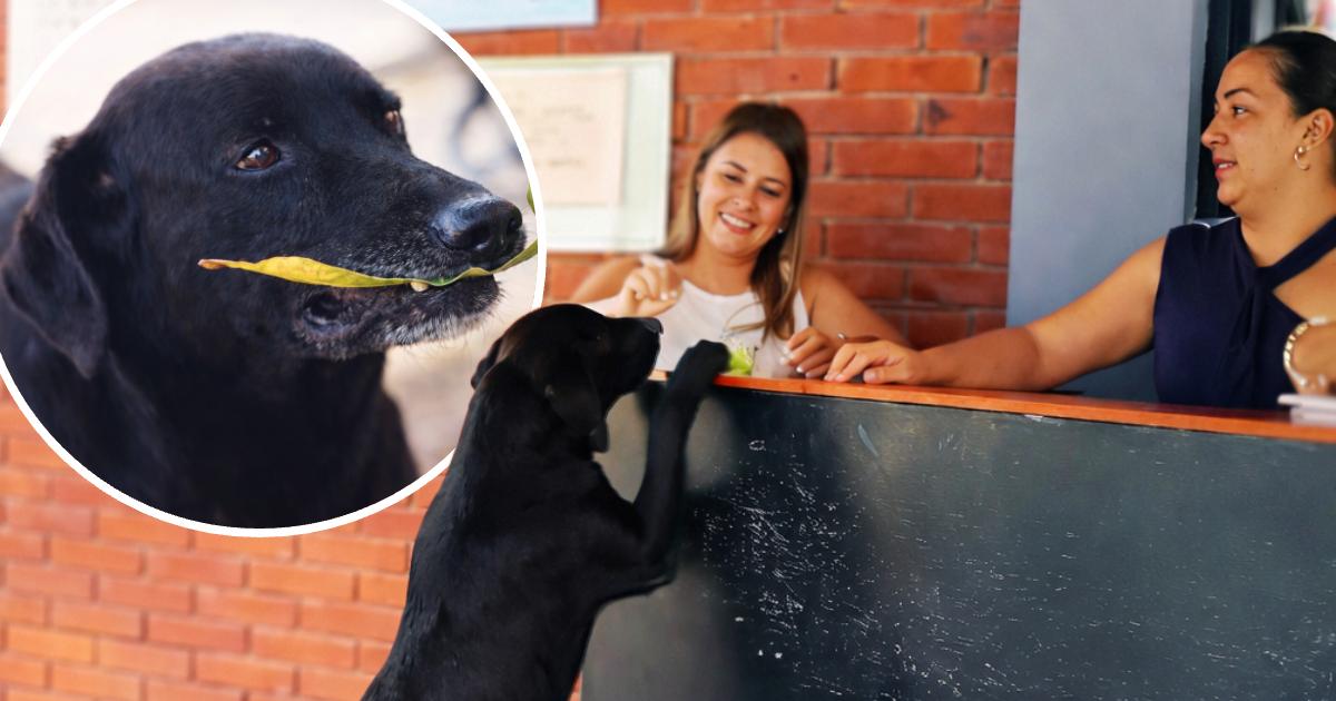 Dog Learns to Pay for Cookies With Leaves After Watching Humans Use Money